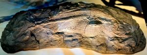 A Texas fish of the dinosaur era-GeologyPage