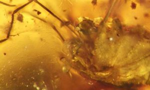 A penis in amber-GeologyPage