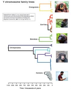 Ancient chimpanzee 'Adam'-GeologyPage