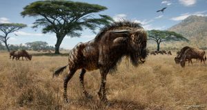 Ancient wildebeest-GeologyPage