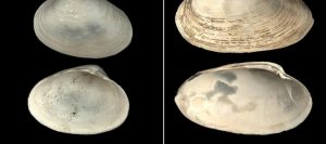 Clams help date duration-GeologyPage