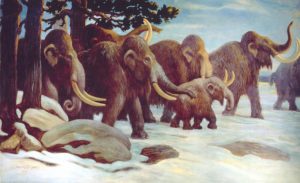DNA proves mammoths mated-GeologyPage