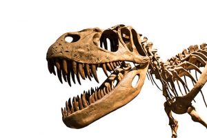 Dinosaurs 'already in decline-GeologyPage
