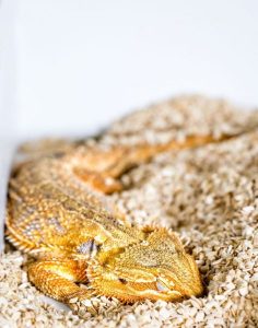 Do bearded dragons dream-GeologyPage