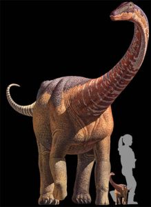 This artist rendering provided by Science,  K. Curry Rogers, M. Whitney, M. D'Emic, and B. Bagley, shows a  titanosaur, a silhouette representing the size of a hatchling titanosaur, relationship to a human at birth, tiny titanosaur babies weigh about as much as average human babies, 6 to 8 pounds. But in just a few weeks, they're shedding the tiny descriptor and are at least the size of golden retrievers, weighing 70 pounds, knee-high to a person. And by age 20 or so, they're bigger than school buses. (Science/K. Curry Rogers, M. Whitney, M. D'Emic, and B. Bagley via AP)