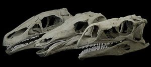 Dino jaws Stegosaurus-GeologyPage