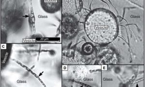 Microbes make tubular-GeologyPage