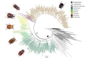 New evidence connects dung-GeologyPage