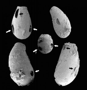 Tiny 'vampires' Evidence dates-GeologyPage