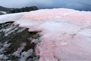 Cosmopolitan snow algae-GeologyPage