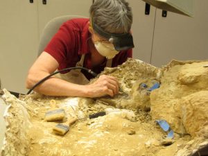 In this Saturday, May 21, 2016 photo, Anne Teppo works on a dinosaur fossil in the Museum of the Rockies in Bozeman, Mont. The museum has collected approximately 35,000 specimens over the 34 years that Jack Horner has led it. Horner retires from the museum this summer as one of the most famous paleontologists in the world. (AP Photo/Matt Volz)