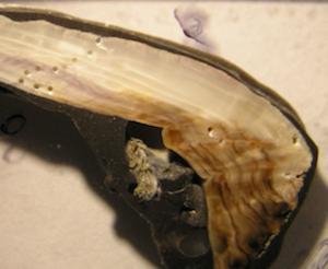 Modern mussel shells much-GeologyPage