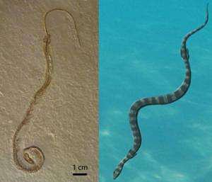 When snakes had legs New look at-GeologyPage