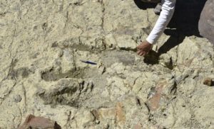 Following dinosaur footsteps-GeologyPage