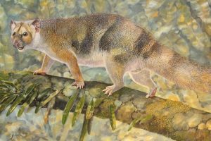 New tiny species of extinct Australian-GeologyPage