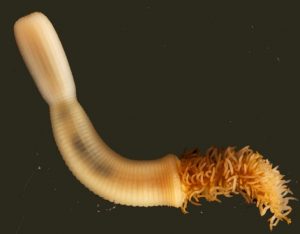 Priapulus photo: taken in the White Sea in 2011 by Jakob Vinther and Fredrik Pleijel, penis worm called Priapulus caudatus. Credit: Image courtesy of University of Bristol