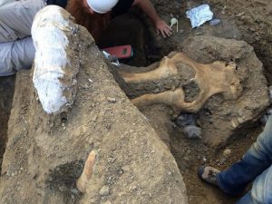 Rare mammoth fossil excavated at Channel Islands National Park. Credit: NPS