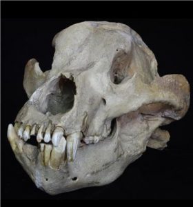 Skull of an extinct cave bear, Ursus spelaeus, from the Pleistocene [locality unknown]. Credit: © Collection of Senckenberg Research Institute and Natural History Museum, Frankfurt, Germany (collection number SMF M 8047), photo: Sven Tränkner