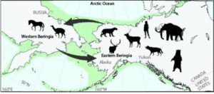 Schematic diagram of faunal exchange across Beringia (Bering Land Bridge) during the Pleistocene. Credit: Art credit Alycia Stigall