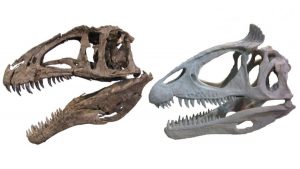 Theropod dinosaur skulls showing unornamented (Acrocanthosaurus NCMS 14345, left) and ornamented (Cryolophosaurus FMNH PR 1821, right) styles. Credit: Cryolophosaurus photo courtesy of Dr. Peter Makovicky, Acrocanthosaurus photo by Christophe Hendrickx