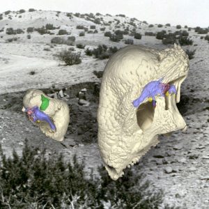 The preserved remains of Triopticus (left) show the evolution of a thickened domed skull in the Triassic Period, 150 million years before the evolution of the famous dome-headed pachycephalosaur dinosaurs, such as Stegoceras (right). The background image shows the field site in Texas where Works Progress Administration crews in 1940 found the curious fossils of Triopticus. Credit: Virginia Tech