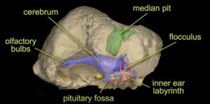 A screen shot of an animation describing the partial skull and brain endocast of the dome-headed basal archosaur Triopticus primus from the Upper Triassic Otis Chalk localties of Howard County, Texas. Credit: Stocker et al.