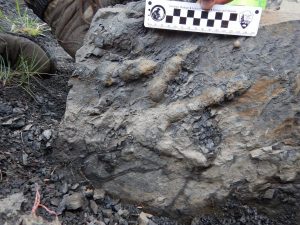 An extremely well-preserved footprint in Denali National Park reveals a meat-eating dinosaur’s claws, fleshy toe pads and pebbly skin texture. Credit: Pat Druckenmiller