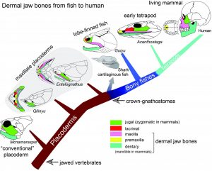 Diagram showing the dermal jaw bones from fish to human. Credit: Brian Choo and Min Zhu