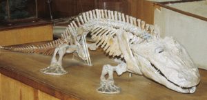 The skeleton of Eryops, one of the earliest land-walking tetrapods. Credit: Christine M. Janis