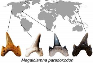 The new shark species named 'paradoxodon,' or paradoxical teeth, comes from the fact that the shark appears to have emerged suddenly in the geologic record with a yet unresolved nearly 45-million-year gap from when Megalolamna possibly split from its closest relative Otodus. The international research team who based their discovery on fossilized teeth up to 4.5 centimeters (1.8 inches) tall found the teeth in California and North Carolina, Peru and Japan. Credit: Kenshu Shimada/DePaul University