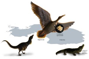 Study of the first fossil vocal organ from the Mesozoic provides insight into the evolution of bird calls and song. The fossil syrinx is from the late Cretaceous of Antarctica. Within dinosaurs there was a transition from a vocal organ present in the larynx (present in crocodiles) to one uniquely developed deep in the chest in birds. Credit: Nicole Fuller/Sayo Art for UT Austin.