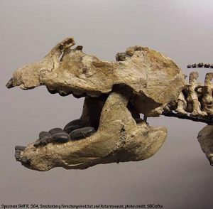 The skull of a placodont - Placodus gigas - clearly showing upper and lower teeth well suited to crushing the shells of creatures that were a primary source of food. Credit: New Jersey Institute of Technology 