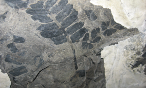 Scientists used fossilized plants, like this seed fern, to reconstruct the ancient atmospheric CO2 record from more than 300 million years ago. Credit: William DiMichele/Smithsonian Institution 