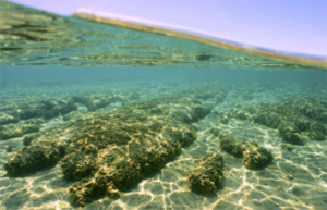 Stromatolites at Hamelin Pool 