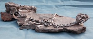 A well preserved fossil of a new species of winged dinosaur, known as Tongtianlong or Mud Dragon, is giving scientists vital clues on a late flurry of evolution before the mass exctinction event. Credit: Junchang Lu 