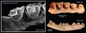 In a new paper, published in Scientific Reports, an international team of researchers has analyzed fossils and DNA from living and recently extinct species to show that conservation sensitive Australasian marsupials are much older than previously thought. Credit: Ken Aplin