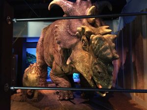 Photo, shows a pair of pachyrhinosaurus that move around as part of the “Jurassic World” exhibit opening Friday, Nov. 25, at the Franklin Institute in Philadelphia. Credit: AP Photo/Josh Cornfield