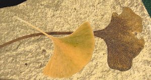 The ginkgo tree's emblematic fan-shaped leaf preserved as a 49 million year old fossil with modern autumn leaf overlay. Credit: Fossil is from Klondike Mountain Formation, Republic, Ferry County, Washington, USA, Eocene, Ypresian. Stonerose Interpretive Center Collection, Modern leaf photo is by Ninjatacoshell, CC BY-SA via Wikimedia Commons