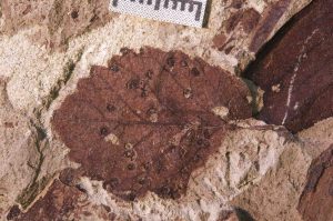 Insect galls on a fossil leaf from the latest Cretaceous Lefipán Formation (67-66 Ma) in Patagonia, Argentina. Credit: Michael Donovan/Penn State 