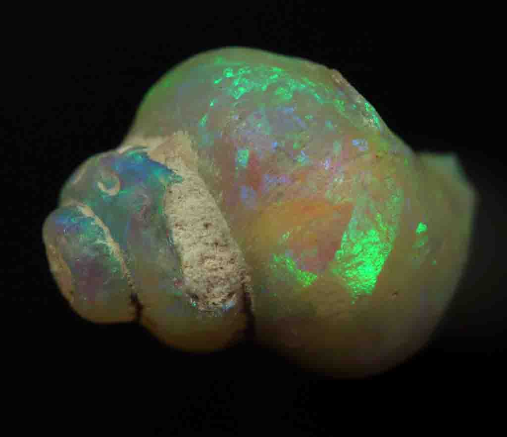 Image result for opal fossil