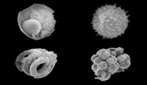 This is an image of assorted microfossils from the Ediacaran Khesen Formation, Mongolia.