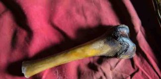A femur bone from the decayed body of a purported Yeti found in a cave in Tibet