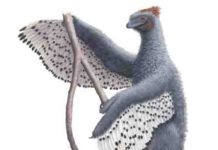 Depiction of Anchiornis and its contour feather.