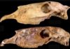 Two skulls of the new genus Haringtonhippus from Nevada (upper) and Texas (lower).