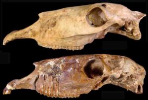 Two skulls of the new genus Haringtonhippus from Nevada (upper) and Texas (lower).