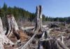 learcut logging in the Pacific Northwest