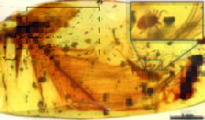 Hard tick grasping a dinosaur feather preserved in 99 million-year-old Burmese amber.