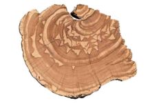 By analyzing centuries-old growth rings from trees in the Intermountain West, researchers at USU are extracting data about monthly streamflow trends from periods long before the early 1900s when recorded observations began.
