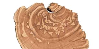 By analyzing centuries-old growth rings from trees in the Intermountain West, researchers at USU are extracting data about monthly streamflow trends from periods long before the early 1900s when recorded observations began.
