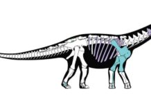 Skeletal reconstruction of the new titanosaurian dinosaur Mansourasaurus shahinae from the Late Cretaceous of the Dakhla Oasis, Egypt.